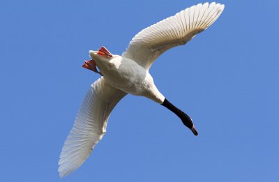 cisne cuello negro