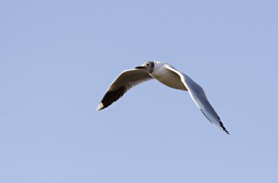 gaviota