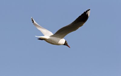 gaviota