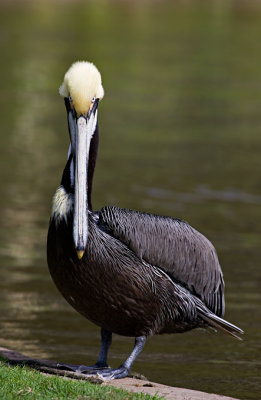 pelicano100307_2.jpg