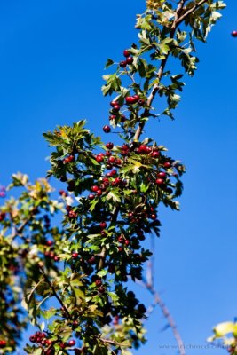 IMG_1538.JPG