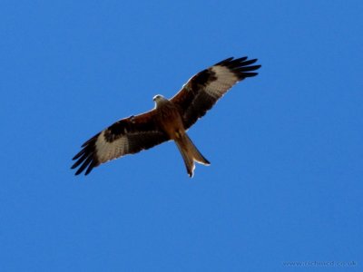 QIMG_0328.JPG