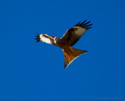 QIMG_2265.JPG