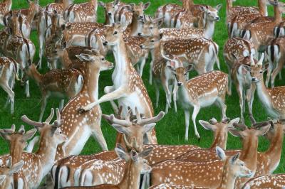 Deer battle.jpg