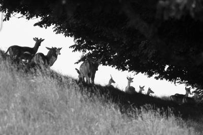 Deer Horizon.jpg