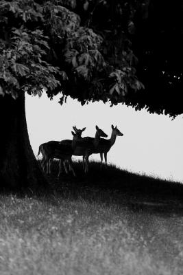 Deer silhouette.jpg