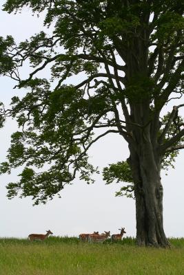Deer Tree.jpg