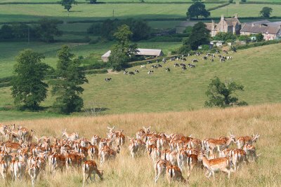 Cow Deer.jpg