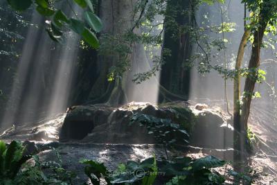 Morning Light Breaking Through The Rainforest Trees On The Hyenas' Den (Apr 06)