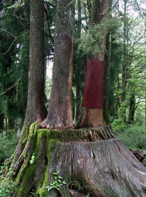4 Brothers Trees, Alishan Forest Recreation Area (May-Jun 06)