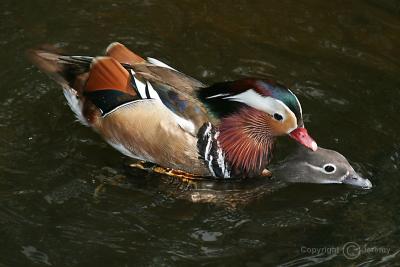 Love Is In the Water, Mandarin Ducks (Apr06)