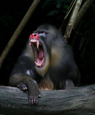 A Fearsome Yawn..., Mandrill (Jul 06)