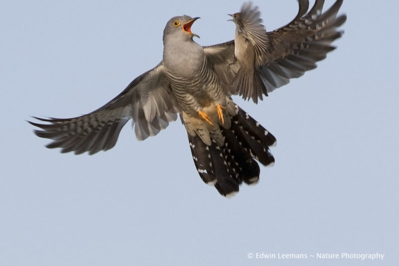 Cuckoo - Koekoek