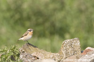 Whinchat - Paapje