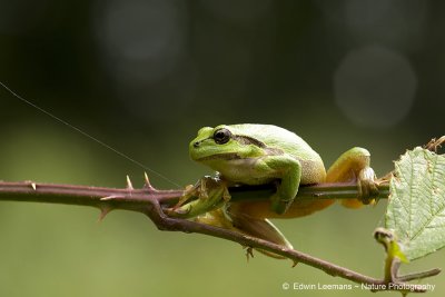 European Tree Frog - Boomkikker