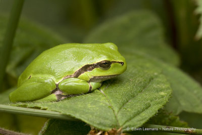 European Tree Frog - Boomkikker
