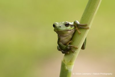 European Tree Frog - Boomkikker