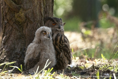 Eurasian Eagle Owl - Oehoe