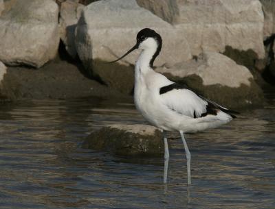 g4/04/641604/3/59294549.IMG_2591kluut.jpg