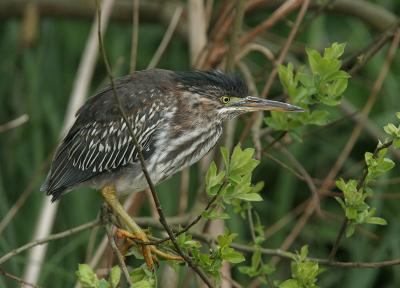 Green Heron - Groene Reiger