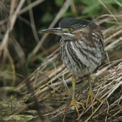 Green Heron - Groene Reiger