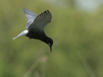 Black Tern - Zwarte Stern