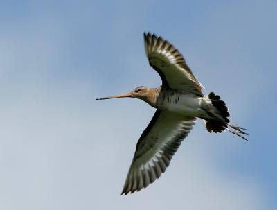 Black-Tailed Godwit - Grutto