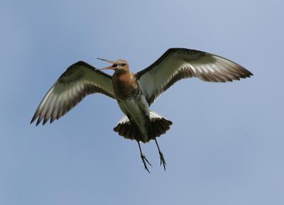Black-Tailed Godwit - Grutto