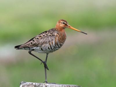 Black-Tailed Godwit - Grutto