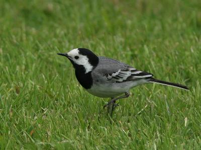 Pied Wagtail - Witte Kwikstaart