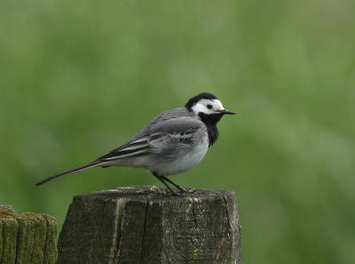Pied Wagtail - Witte Kwikstaart