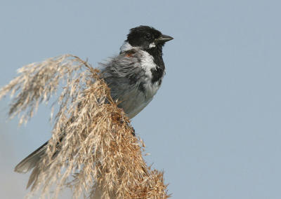 Reed Bunting - Rietgors