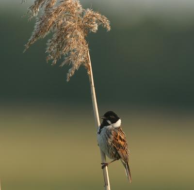 Reed Bunting - Rietgors