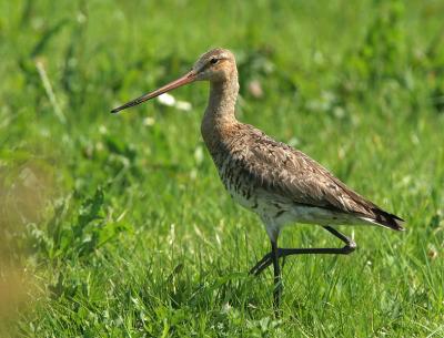 Black-Tailed Godwit - Grutto