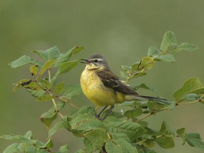 Yellow Wagtail - Gele Kwikstaart