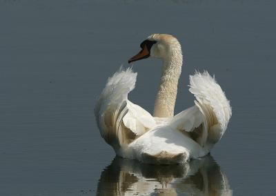 Mute Swan - Knobbelzwaan