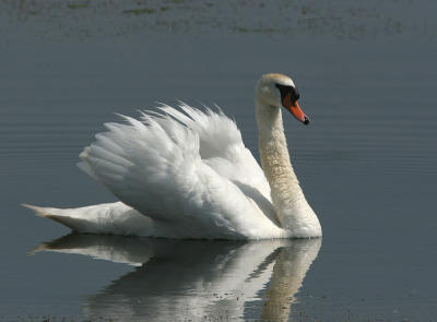 Mute Swan - Knobbelzwaan