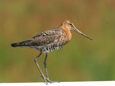 Black-tailed Godwit - Grutto