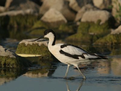 Pied Avocet - Kluut