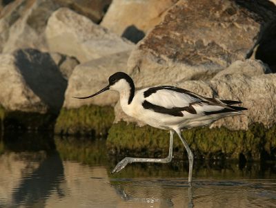 Pied Avocet - Kluut