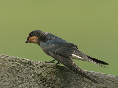 Barn Swallow - Boerenzwaluw