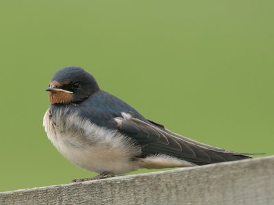 Barn Swallow - Boerenzwaluw