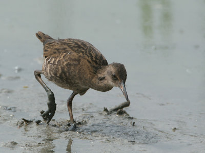 Water Rail - Waterral