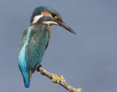 Kingfisher - IJsvogel
