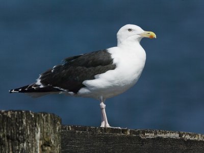 Great Black-backed Gull - Grote Mantelmeeuw