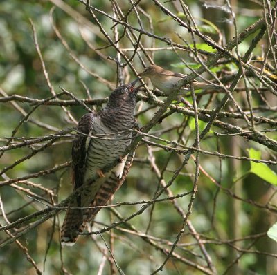 Reed warbler & Common Cuckoo - Kleine Karekiet & Koekoek