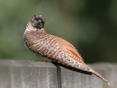 Common Cuckoo - Koekoek