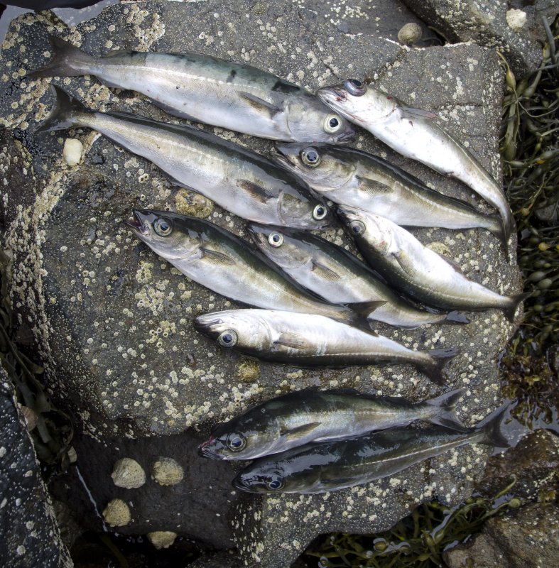 Fish galore.jpg
