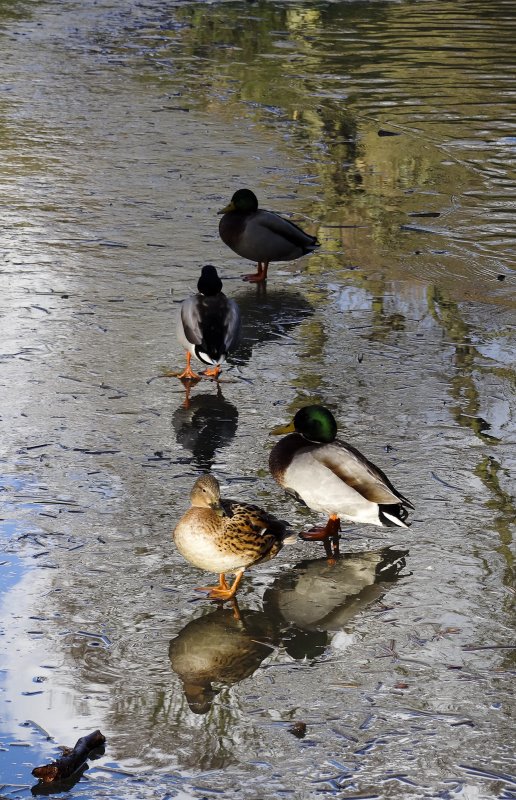 Dux on Ice.jpg