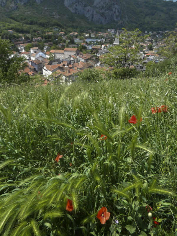 Tarascon and poppies